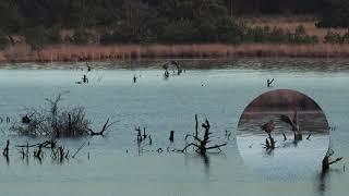 Seeadler rudert mit Gans | Tister Bauernmoor