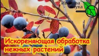 ИСКОРЕНЯЮЩАЯ ОБРАБОТКА ДЛЯ ГОЛУБИКИ и НЕЖНЫХ РАСТЕНИЙ. У болезней нет шансов перезимовать!