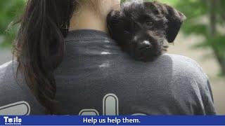 Tails Humane Society 2020 Impact Video