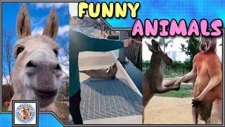 Compilation of funny animals! #050 Choose what you liked most and leave a comment! Subscribe!