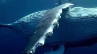 Why We Defend Oceans - Sea Shepherd Conservation Society