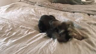 Playful Mini Schnauzer Puppy