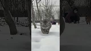 Discovering the Majestic Northeast Tiger & Snowy Dog