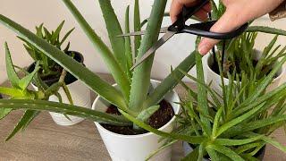 Pay Attention To This For Aloe Vera To Give Abundant Offspring And For Its Fast Growth! Aloe Secrets