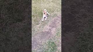 Cute  adorable puppy running  #shorts #cute #puppy #cutepuppy #bigvideos