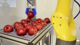 Apple Picking Robot Uses Soft Robotics Gripper & FANUC 3D Vision to Safely Package Apples