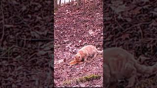 Garfield Eating Spaghetti - Venturing Outdoors #shorts