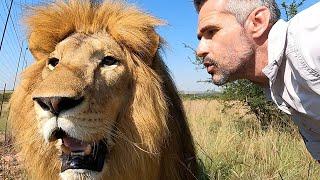 Happy Lion Brothers | The Lion Whisperer