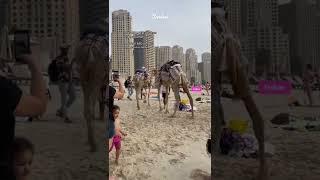 JBR beach dubai #dubai #dubaitravel #buenosaires #argentina #camelrides #camelriding #dubaicamels #