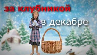 Бали. Клубничные плантации.Кофе лювак-самый дорогой кофе в мире.