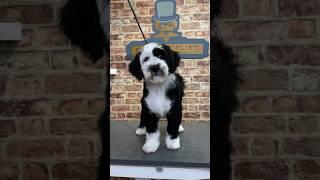 Doggy Daily Episode 347: Elvis the Tibetan Terrier  #tibetanterrier #puppy #doggrooming