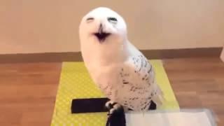 owl laughing