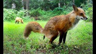 Foxes Pooping Multiple Times Caught on Trail Camera