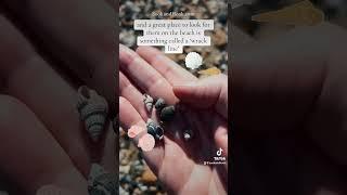 How to find #mini #shells on the #beach  #miniature #tiny #fyp #naturelovers #nature #seashells