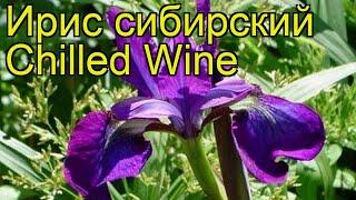 Ирис сибирский Чилд Вайн. Краткий обзор, описание характеристик iris sibirica Chilled Wine