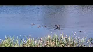 Relaxing view with ducks meeting