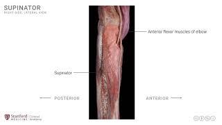 Anatomy of the Upper Limb: Supinator Muscle