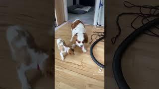 Please someone stop this crazy puppy