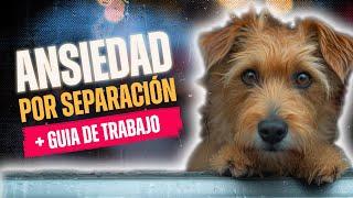 ANSIEDAD POR SEPARACIÓN: TODO lo que necesitas SABER #adiestramientocanino #educacioncanina #perros