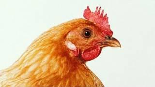 Farm to Fridge - The Truth Behind Meat Production