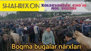 boqma buqalar narxlari Xoldevonbek cho'ja mol bozori 30 aprel 2024