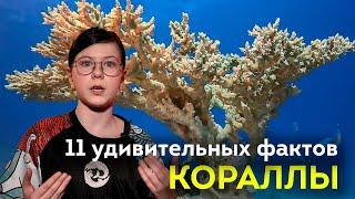 Кораллы - вы этого не знали! | ВСЁ ОБО ВСЁМ