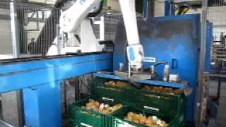 MPN robotic palletiser for vegetables and potatoes