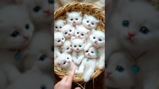 A heartwarming, irresistibly cute Ragdoll cat that melts your heart with its gentle nature!