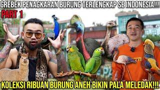 GREBEK PENANGKARAN BURUNG TERLENGKAP SE INDONESIA!! KOLEKSI RIBUAN BURUNG ANEH BIKIN PALA MELEDAK!!