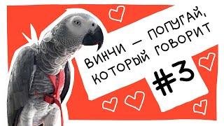 Винчи — попугай, который говорит. Сборник #3