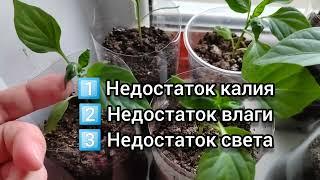 3 причины почему скручиваются листья у рассады перца