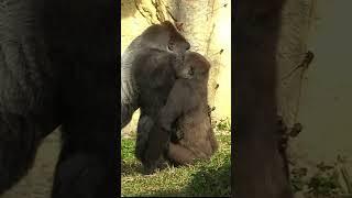 227#ゴリラ | D'jeeco Family  #shorts 【#金剛猩猩】 #2023Taipei Zoo 台北動物園