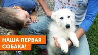 Наша первая собака - Белая Швейцарская Овчарка (БШО). Чем я занимаюсь в Москве.