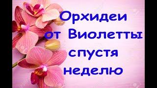 ОРХИДЕИ от Виолетты 7 ДНЕЙ спустя,мой УХОД за "азиатами" во мхе (из посылки).