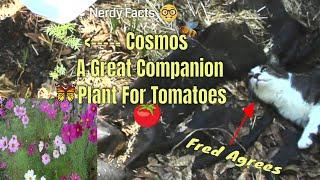 Cosmos Flower | A Great Companion Plant For Tomatoes| Nerdy Facts
