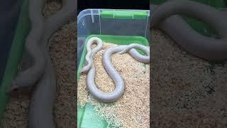 Cornsnakes Blizzard