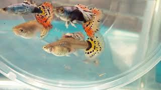 HALF MOON TIGER High Breed Guppy Fish (MALAPPURAM Fish Chanal SUBSCRIBE NOW)