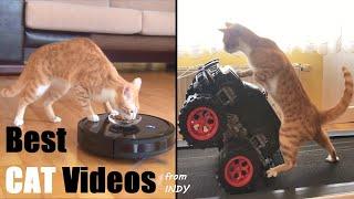 Best & Funniest Cat Videos 2022 - Viral Cat Videos Compilation of INDY