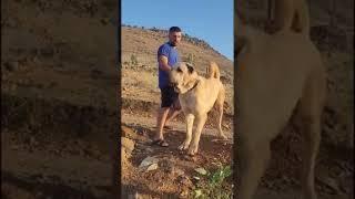 varmı böyle yakışıklı bir #kangal ?