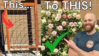 How to Prune Climbing Roses | 4-Steps for More Blossoms