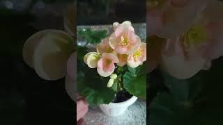 Единственный экземпляр  #бегония #бегонии #комнатныерастения #цветы #plants #garden #комнатныецветы