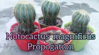 Notocactus magnificus offsets propagation