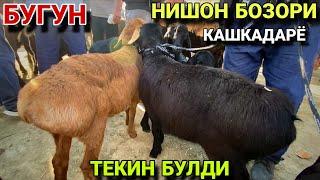 МАНА БАЙРАМ! 5 ИЮН КУЙ КУЗИ НАРХЛАРИ 2025. КАШКАДАРЁ НИШОН 1 САВХОЗ МОЛ БОЗОРИ 2025.