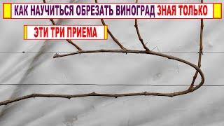  Даже не думай начинать ОБРЕЗКУ ВИНОГРАДА, если не знаешь ЭТИ ТРИ ПРИЕМА. Вертикальная полярность!