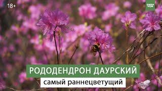 Самые красивоцветущие кустарники. Рододендрон даурский.