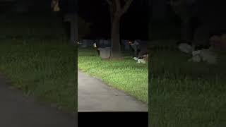 Tesla Sees Ghost Dog at Cemetery #ghost #tesla #paranormal #scary #cute #cars #car #model3 #luxury