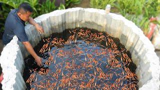 How an Ornamental Fish Farmer is Outdoorly Raising Thousands of Fish (Shocking Growth)