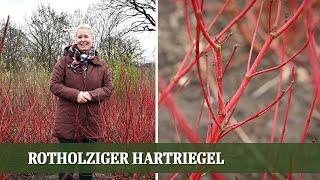 Cornus Sibirica - Ein Geheimtipp für jeden Garten