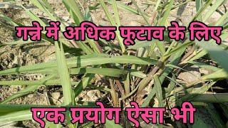 गन्ने में बेहतर फूटाव के लिए इस किसान ने किया यह प्रयोग परिणाम मिले चौकानेवाले