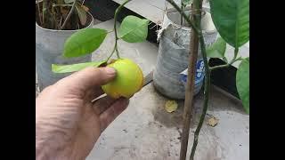 МОЛОДІ КІНКАНИ З ПЛОДАМИ В ХАРКОВІ YOUNG KINKANS WITH FRUITS IN KHARKIV